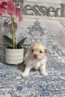 Buttons , a male Shihpoo for sale in Monroe, NC – 2 of 8