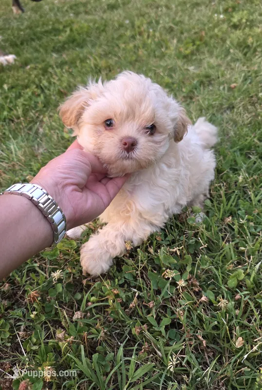 Buttons  – Shihpoo puppy for sale in Monroe, NC