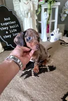 Akc Bentley , a male Miniature Dachshund for sale in Monroe, NC – 4 of 4