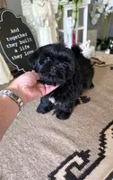 Akc jazzy , a female Shih Tzu for sale in Monroe, NC – 4 of 5