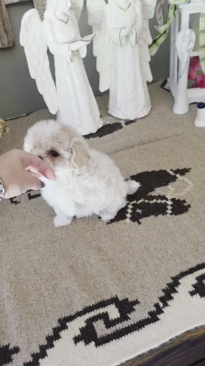Toby, a male Maltipoo for sale in Monroe, NC – 4 of 4