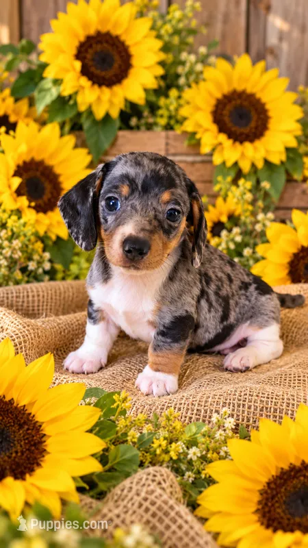 Akc cody – Miniature Dachshund puppy for sale in Monroe, NC