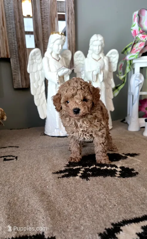 Toby – Maltipoo puppy for sale in Monroe, NC