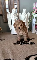 Toby, a male Maltipoo for sale in Monroe, NC – 1 of 4