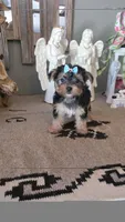 FullAkc Bentley , a male Yorkshire Terrier for sale in Monroe, NC – 2 of 4