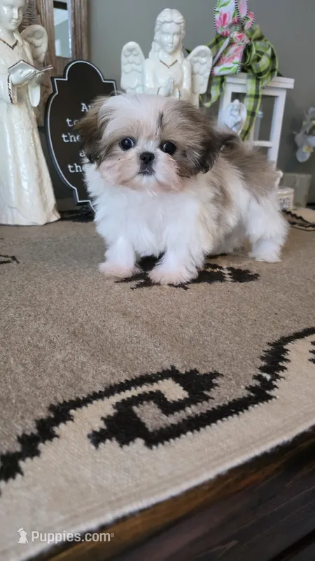 Akc buttons  – Shih Tzu puppy for sale in Monroe, NC