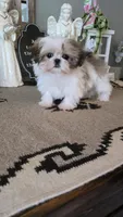 Akc buttons , a male Shih Tzu for sale in Monroe, NC – 1 of 3