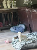 FullAkc Bella , a female Poodle - Toy  for sale in Monroe, NC – 2 of 4
