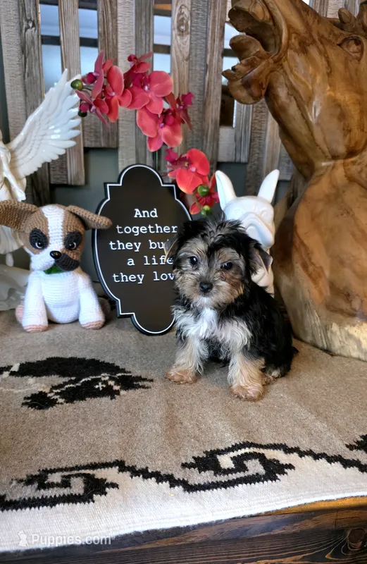 Akc Bailey  – Yorkshire Terrier puppy on hold in Monroe, NC