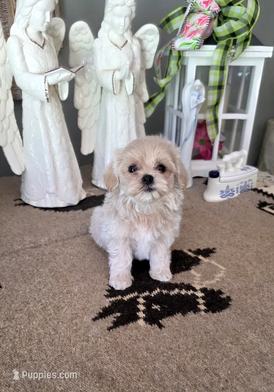 Chanel  – Maltipoo puppy for sale in Monroe, NC