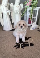 Chanel , a female Maltipoo for sale in Monroe, NC – 1 of 2