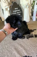akc Bella , a female Shih Tzu for sale in Monroe, NC – 3 of 6