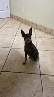 Akc nugget 8yrs, a female Miniature Pinscher for sale in Monroe, NC – 1 of 1