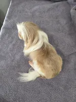Akc dolly, a female Shih Tzu for sale in Monroe, NC – 2 of 2