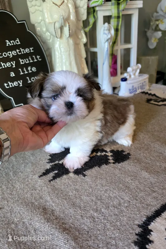 Akc Toby  – Shih Tzu puppy for sale in Monroe, NC