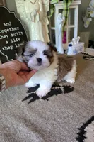 Akc Toby , a male Shih Tzu for sale in Monroe, NC – 1 of 3