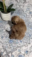 akc Bella , a female Shih Tzu for sale in Monroe, NC – 4 of 4