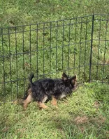 Akc cricket , a female Yorkshire Terrier for sale in Monroe, NC – 2 of 4