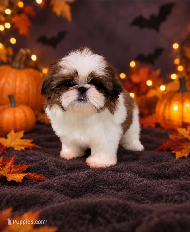 Akc Jasper  – Shih Tzu puppy for sale in Monroe, NC