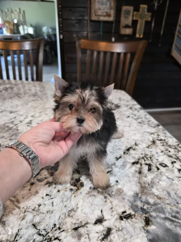 Akc jewels – Yorkshire Terrier puppy for sale in Monroe, NC