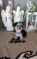 FullAkc Bailey , a male Yorkshire Terrier for sale in Monroe, NC – 2 of 4