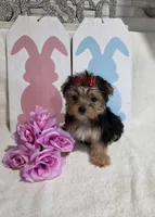 akc Bella , a female Yorkshire Terrier for sale in Monroe, NC – Photo 2 of 2