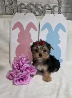 akc Bella , a female Yorkshire Terrier for sale in Monroe, NC – Photo 1 of 2