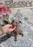 Akc Bailey , a male Miniature Pinscher for sale in Monroe, NC – 3 of 4