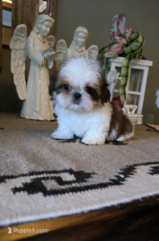 Akc Daisy  – Shih Tzu puppy for sale in Monroe, NC