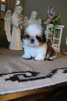 Akc Daisy , a female Shih Tzu for sale in Monroe, NC – 1 of 6