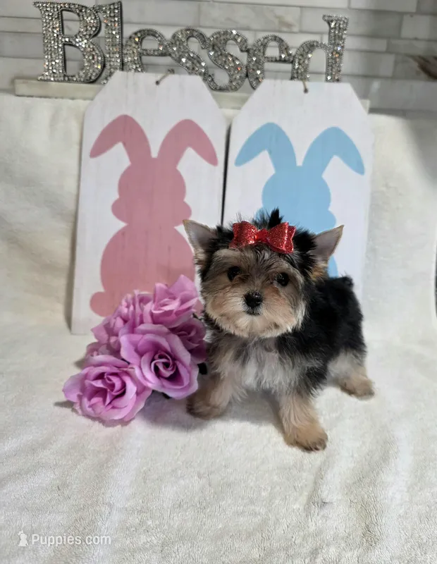 Akc Sarah  – Yorkshire Terrier puppy for sale in Monroe, NC