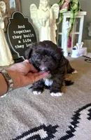 Akc Jackson , a male Shih Tzu for sale in Monroe, NC – 3 of 3