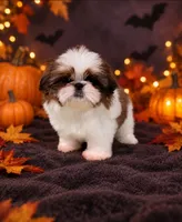 Akc Jasper , a male Shih Tzu for sale in Monroe, NC – 1 of 1