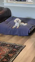 FullAkc Bella , a female Poodle - Toy  for sale in Monroe, NC – 4 of 4
