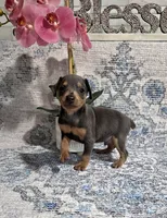 Akc Bentley , a male Miniature Pinscher for sale in Monroe, NC – 2 of 3