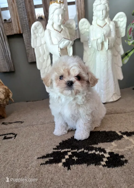 Toby – Maltipoo puppy for sale in Monroe, NC