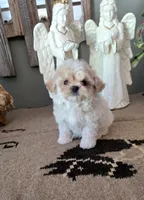 Toby, a male Maltipoo for sale in Monroe, NC – 1 of 4