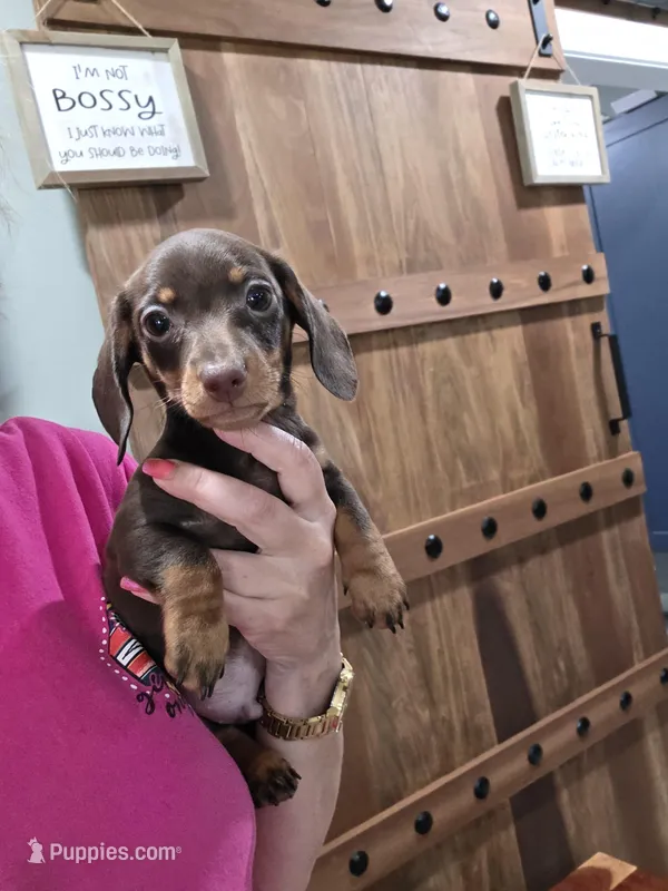 Akc Bentley  – Miniature Dachshund puppy for sale in Monroe, NC