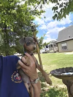 Akc blue boy, a male Miniature Pinscher for sale in Monroe, NC – 3 of 5