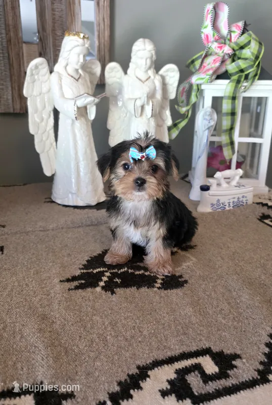 FullAkc Bailey  – Yorkshire Terrier puppy for sale in Monroe, NC