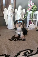 FullAkc Bailey , a male Yorkshire Terrier for sale in Monroe, NC – 1 of 4