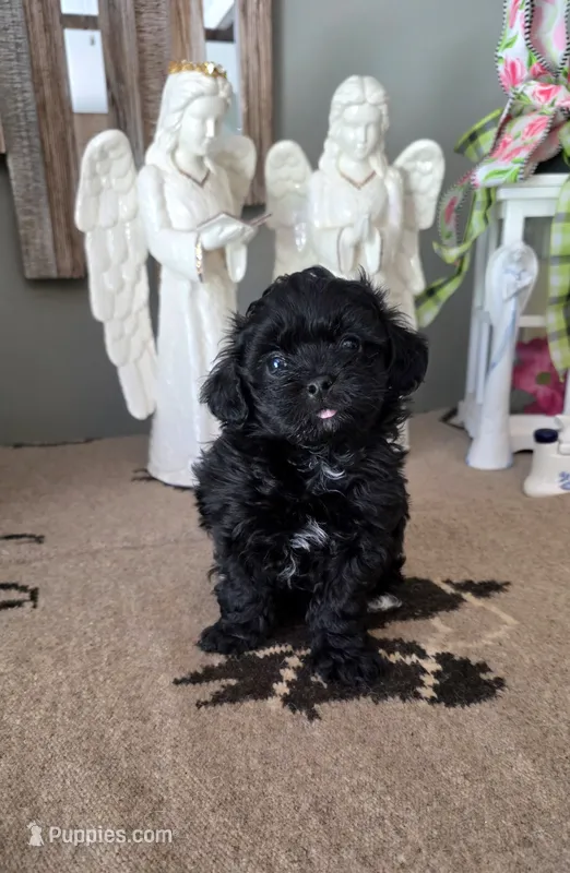 Akc Bentley  – Shihpoo puppy for sale in Monroe, NC