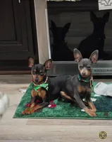 Akc Bailey , a male Miniature Pinscher for sale in Monroe, NC – 5 of 5