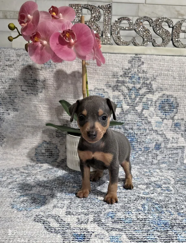 Akc Bentley  – Miniature Pinscher puppy for sale in Monroe, NC