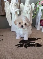 Toby, a male Maltipoo for sale in Monroe, NC – 3 of 4