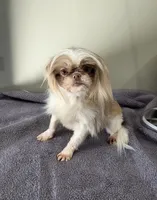 Akc dolly, a female Shih Tzu for sale in Monroe, NC – 1 of 2