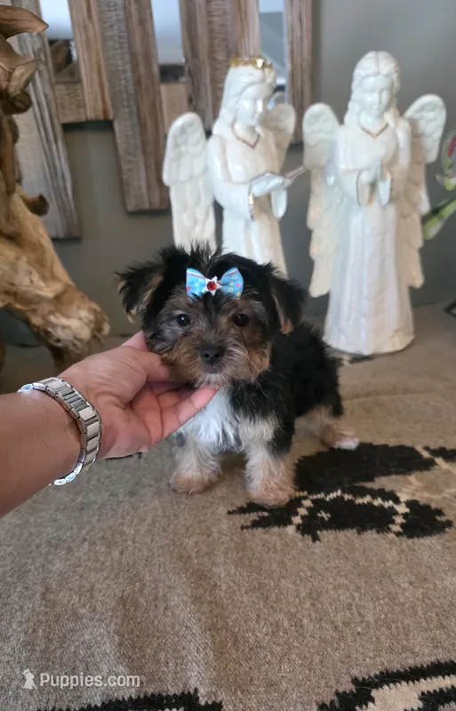 FullAkc Jackson  – Yorkshire Terrier puppy for sale in Monroe, NC