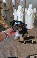 FullAkc Jackson , a male Yorkshire Terrier for sale in Monroe, NC – 1 of 2