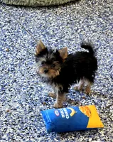 Akc cricket , a female Yorkshire Terrier for sale in Monroe, NC – 4 of 4