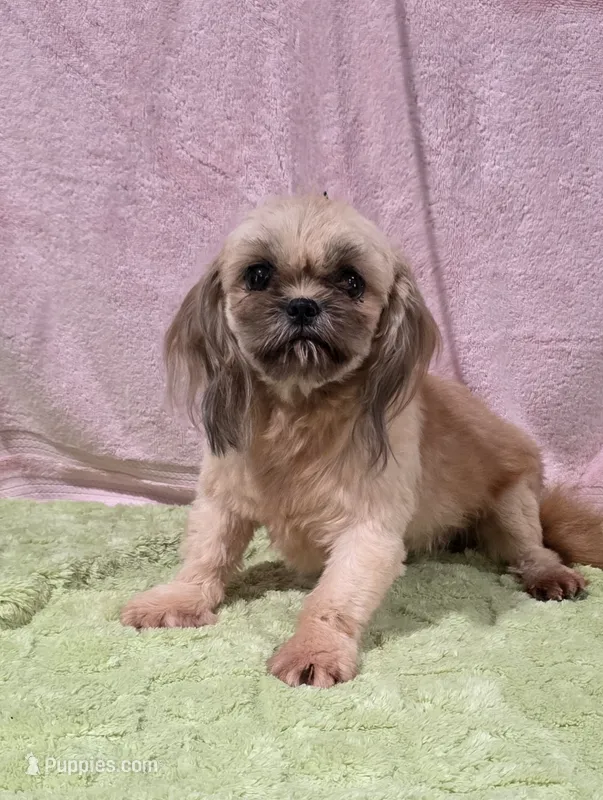 Akc Trudy – Shih Tzu puppy for sale in Monroe, NC
